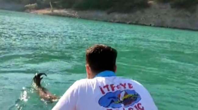 Baraj gölüne giren yaban keçisini itfaiye kurtardı