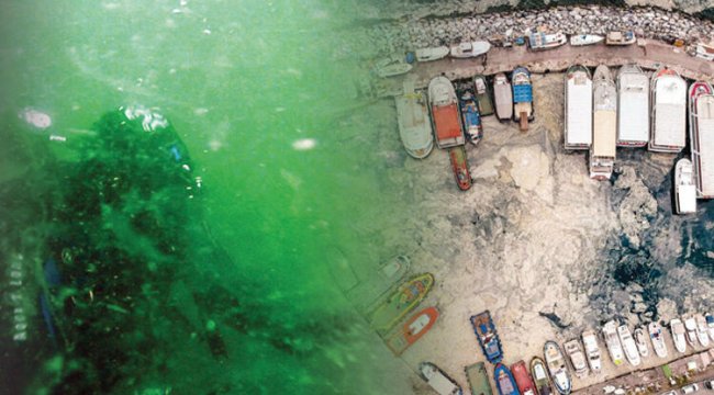 Deniz salyası kâbusu! Marmara can çekişiyor