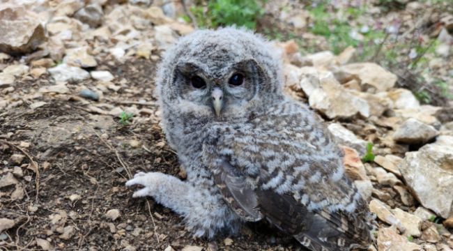 Doğada bulunan yavru puhu koruma altına alındı