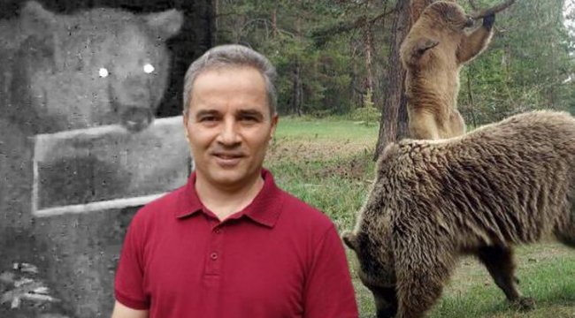 Doğu Karadeniz'de turistlere 'ayı' uyarısı! Görünce bağırıp şarkı söyleyin