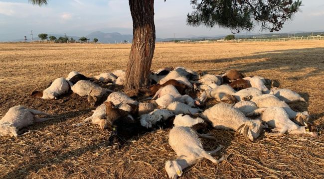 İZMİR'DE YILDIRIM DÜŞTÜ