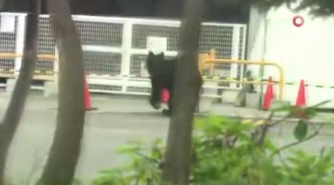 Japonya'da şehre inen ayı dehşet saçtı