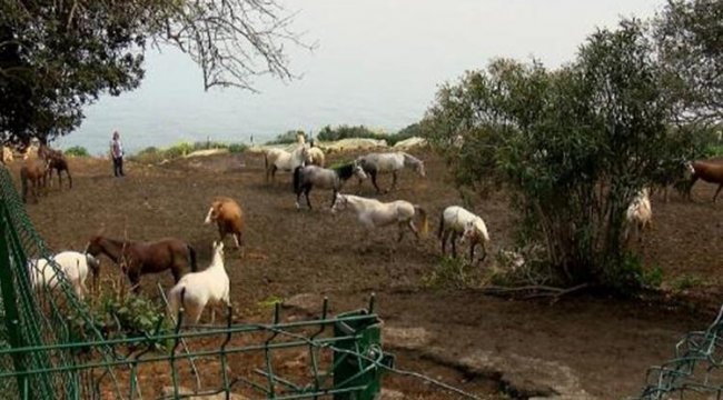 Kayıp atları, İnsan Kaynakları ve Eğitim Müdürlüğü talep etmiş
