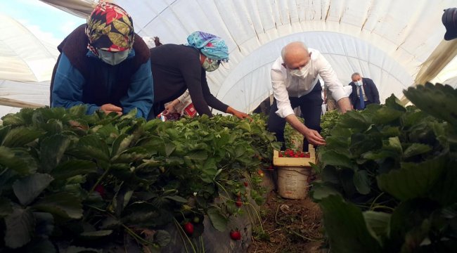 Kılıçdaroğlu, Aydın'da çilek hasadı yaptı