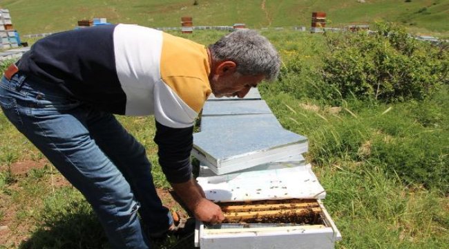 Kuraklık nedeniyle arılar çiçek bulamıyor