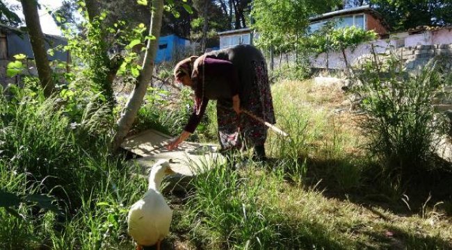 Kuyuya düşen ördek 13 gündür kurtarılmayı bekliyor