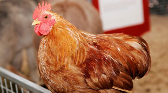 Tavuk eti üretimi nisan ayında arttı