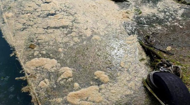 Ve deniz salyası kâbusu Karadeniz'de de görüldü