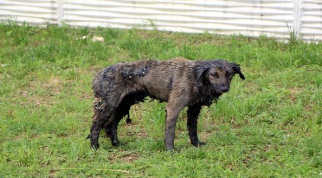 Zifte bulanan köpek 3,5 saatte temizlenip, tedaviye alındı