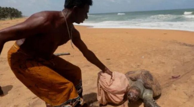 Ölü kaplumbağalar karaya vurdu, 20 yunus öldü