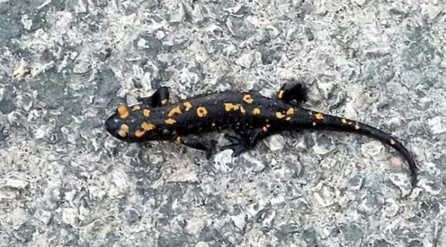 Osmaniye'de sarı benekli semender şaşkınlığı