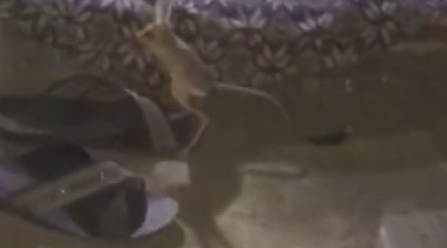 Kanguru faresi, çadırda görüldü