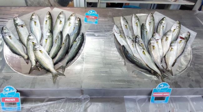 Denizin paşası Lüfer tahtını geri aldı