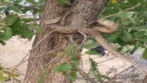 Elazığ'da  yılan paniği