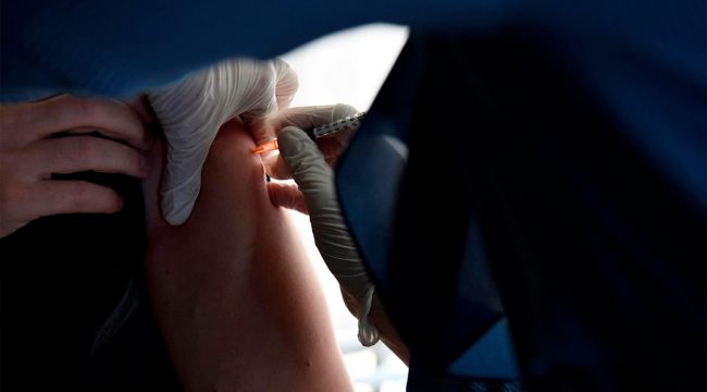 Finlandiya'da vizonlar Covid-19'a karşı aşılanacak