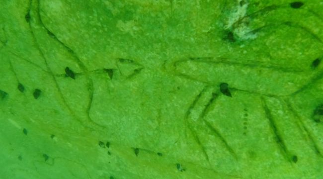  Paleolitik Dönem'e ait 'dinsel' tarihi alan su altında görüntülendi