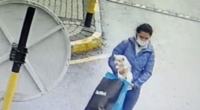Sarıyer'de köpek hırsızlığı