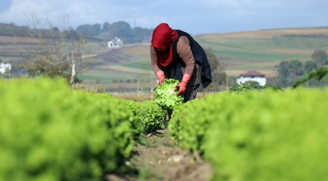 Tarlada 50 kuruş, markette 8 lira
