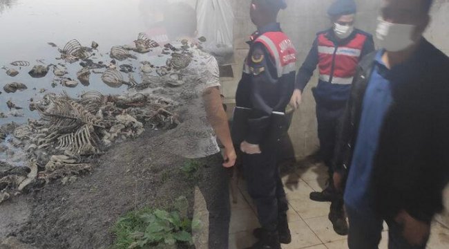 Düzce'de at eti satan baba ve oğlu suçüstü yakalandı