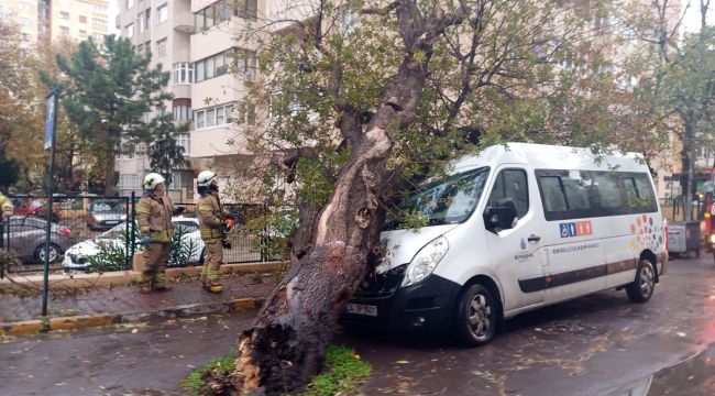 Kadıköy'de kopan ağaç park halindeki İBB aracının üzerine devrildi