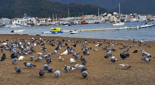 Marmaris'te sahilin keyfini bu defa güvercinler çıkardı