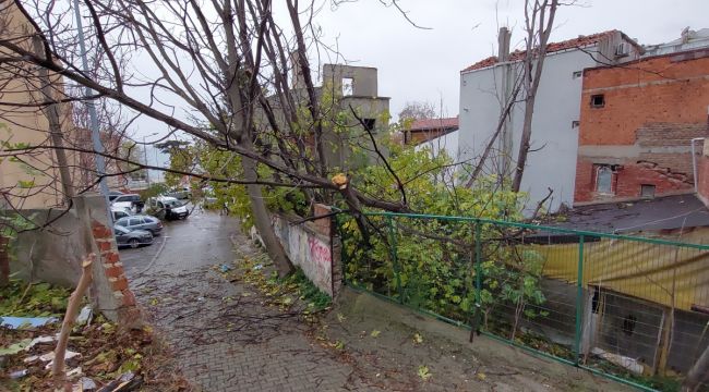 Tekirdağ'da fırtına dev ağaçları uçurdu