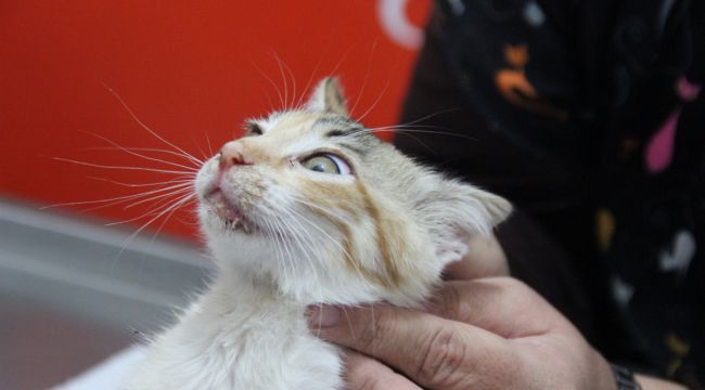Bu da kedilerin korona virüsü