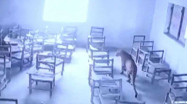 Hindistan'da sınıfa giren leopar 1 öğrenciyi yaraladı