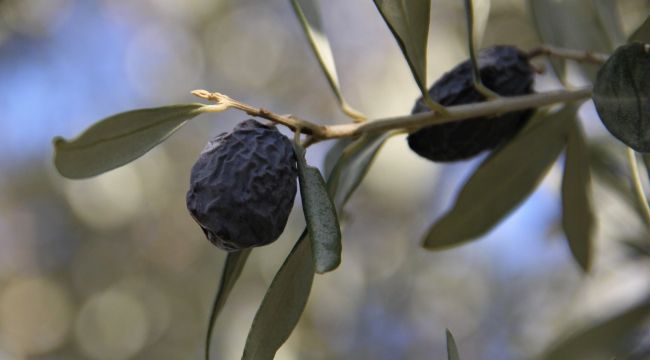 "HURMA ZEYTİN"İN HASADI BAŞLADI