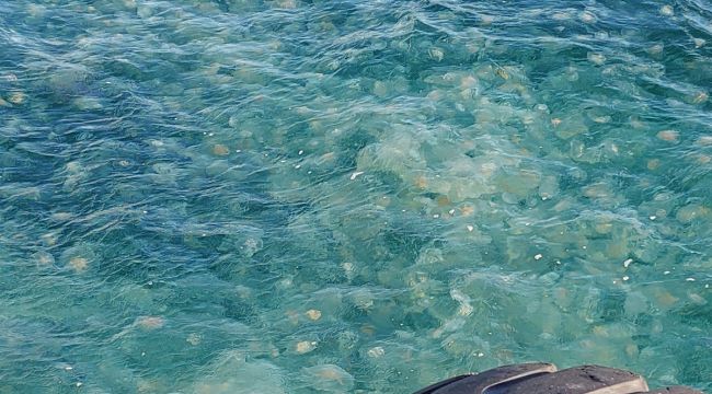 Marmara'da denizanası istilası