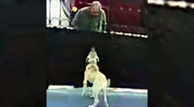 Önce köpeğin saldırganlığını test etti, sonra çaldı