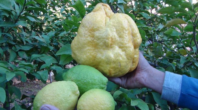 Türkiye'nin en büyük limonu 2 kilo 40 gram