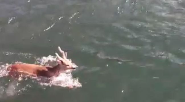 Baraj gölünde yüzen karaca görenleri şaşırttı