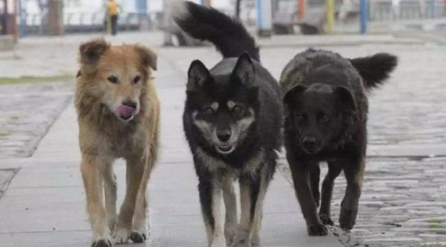 Başkentte bir gün arayla ikinci başıboş köpek saldırısı
