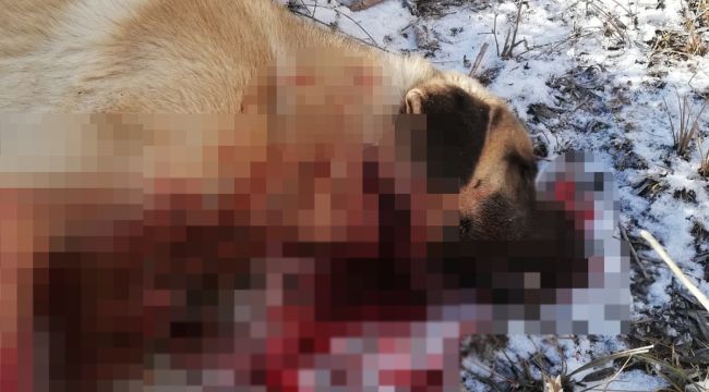Çocuğu gibi sevdiği köpeği canice öldürüldü, konuyu yargıya taşıdı