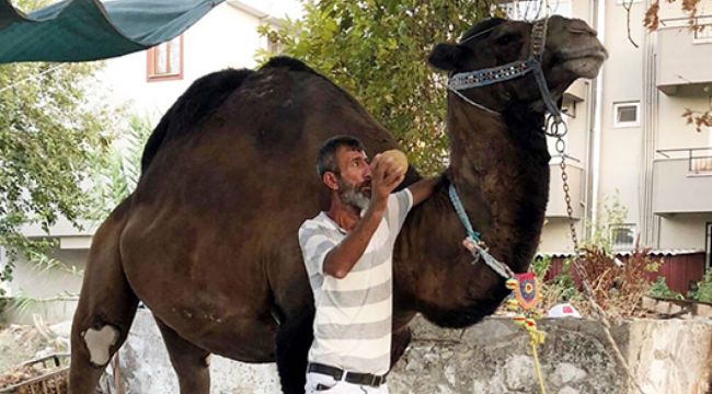 Devenin saldırdığı bir kişi hayatını kaybetti