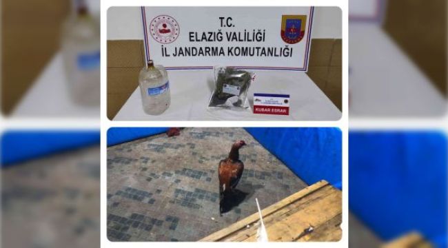 Elazığ'da horoz dövüşü operasyonu