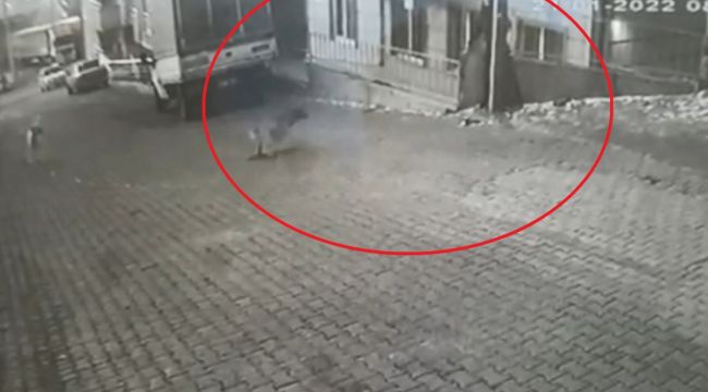 Karne almak için okula giden genç kıza sokak köpekleri saldırdı