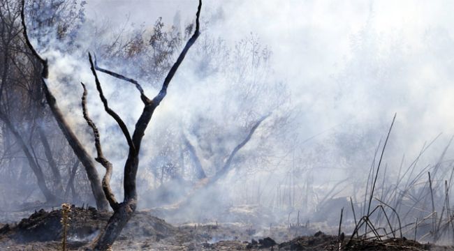 Orman yangınlarıyla mücadele için ihale süreci başladı