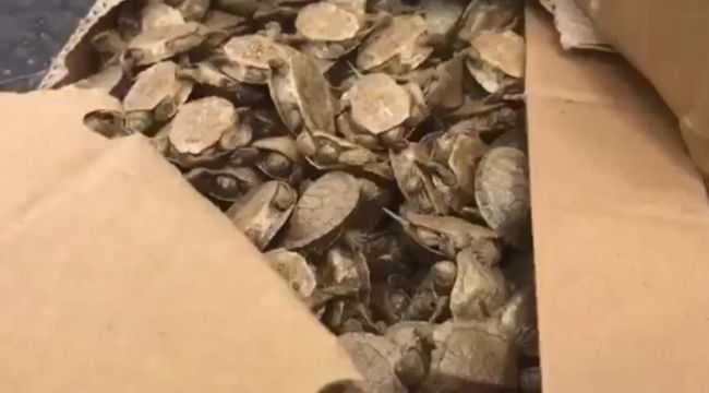Sarp Sınır Kapısında bir araçta 5 bin su kaplumbağası ele geçirildi