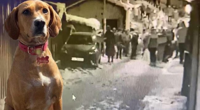 Şişli&#039;de açıkta bırakılan elektrik kabloları köpeği öldürdü