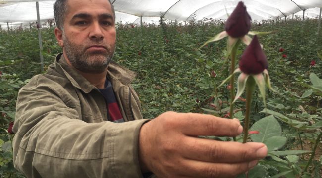 Adanalı gül üreticileri soğuktan dertli