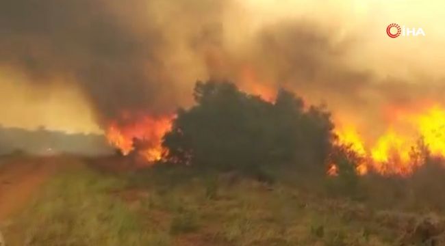 Arjantin'de orman yangını: 335 bin hektarlık alan kül oldu