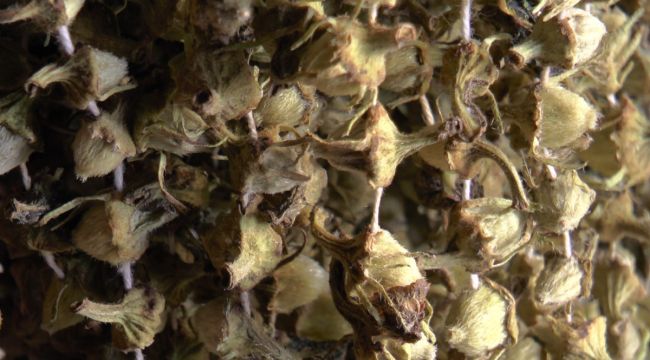 Gram altınla yarışan bamyaya talep var