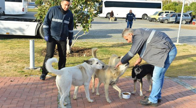 İZMİR BÜYÜKŞEHİR MAMA DAĞITIMINI ARTTIRDI