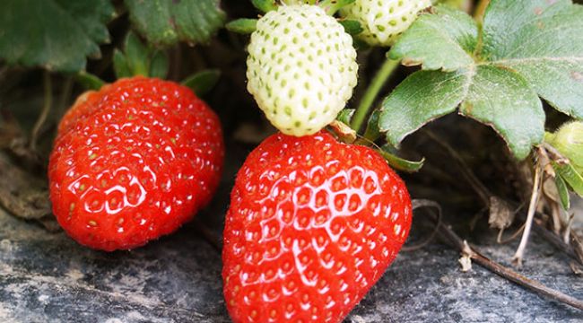 Japonya'da seradan 108 kilo çilek çalındı