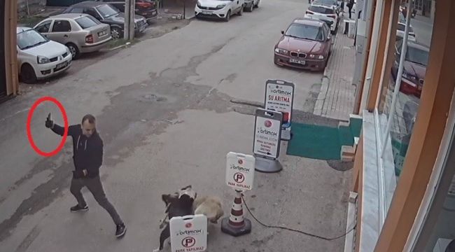 Pitbull köpeğini sokak köpeğine saldırttı, selfie çekti