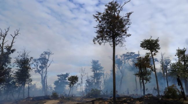 Şili'deki orman yangınında bin 235 hektarlık alan kül oldu