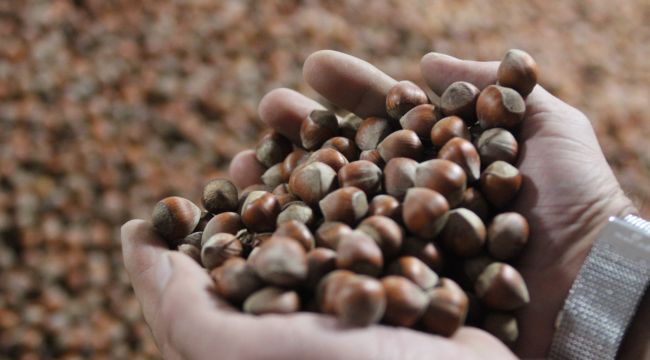 Üreticinin elinde ihtiyacı karşılayacak fındık kalmadı