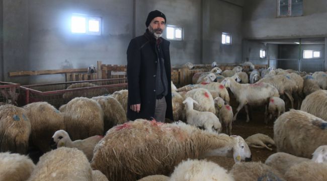 220 koyunu telef oldu, yem firması hakkında suç duyurusunda bulundu